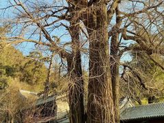 -潭柘寺景区