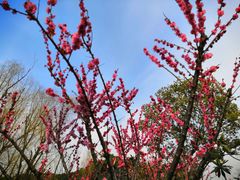 -昆山城市生态森林公园