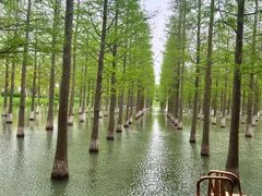 -泗洪洪泽湖湿地景区