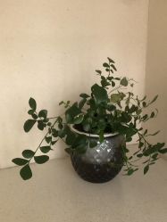 -恩舍瑜伽普拉提