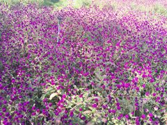 -北纬44度·金珠花海休闲农业旅游景区