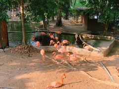 -清迈夜间动物园