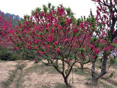 iphone_upload_pic-南国桃园旅游度假区