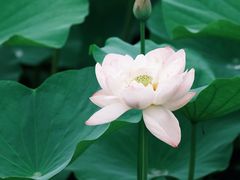 -荷塘月色湿地公园·向阳花洲