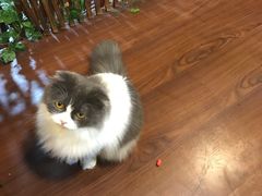 -李小姐の猫咖啡馆(五角场店)