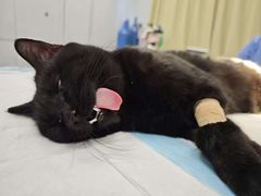 -艾吉宠物医院·疑难杂症转诊中心·猫友好(碧江路院)