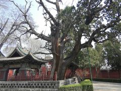 -晋祠公园