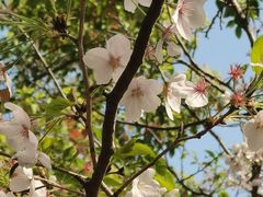 -高东镇樱花园