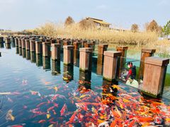 -宁波杭州湾国家湿地公园