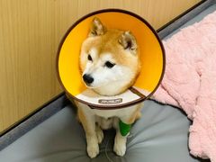 -康成宠物医院24H·CT·核磁共振
