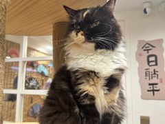 -楼上猫咖(罗湖店)