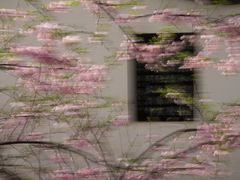 -桃花堤公园