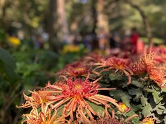 -杭州植物园