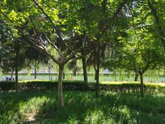 -陈三娃泡姜鸡(太白北路店)