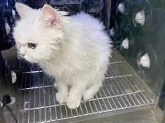 -PETKIT小佩宠物·低压洗护(国顺东路店)