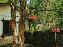 -桂林古东瀑布景区
