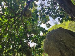 -西双版纳原始森林公园