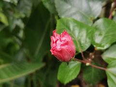 -上海辰山植物园
