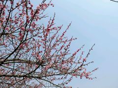 -香雪海