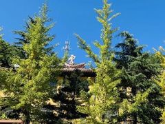 -洛阳白云山景区