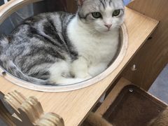 -飞行喵MR PILOT|猫舍·猫咖(静安大融城店)