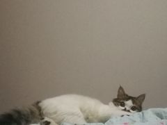 -派联宠物医院·24h·CT·异宠
