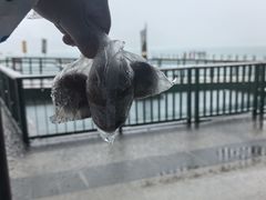 -金盆阿嬷香菇茶叶蛋(玄光店)