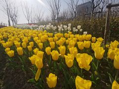 -大宁郁金香公园-停车场