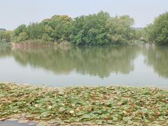 -新江湾城公园