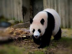 景点-成都大熊猫繁育研究基地