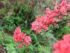 -瑞安圣井山景区