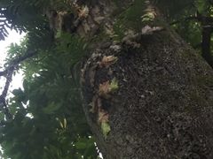 -桂林独秀峰王城景区