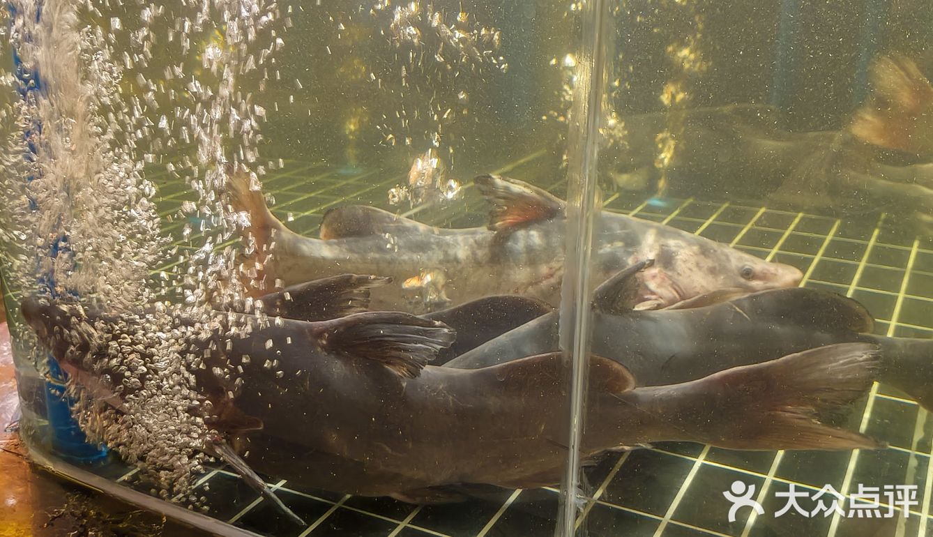 这鮰鱼吃了，终生难忘，鱼皮敲敲敲软糯😋