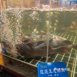 这鮰鱼吃了，终生难忘，鱼皮敲敲敲软糯😋