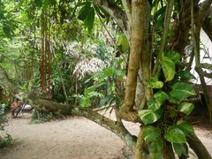-Bamboo Saturday Market(Nana Jungle)