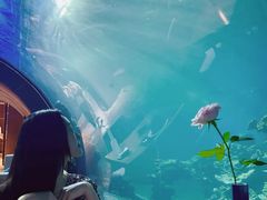 -海棠湾洲际-涛·海底餐厅·美人鱼·自助餐·海底隧道