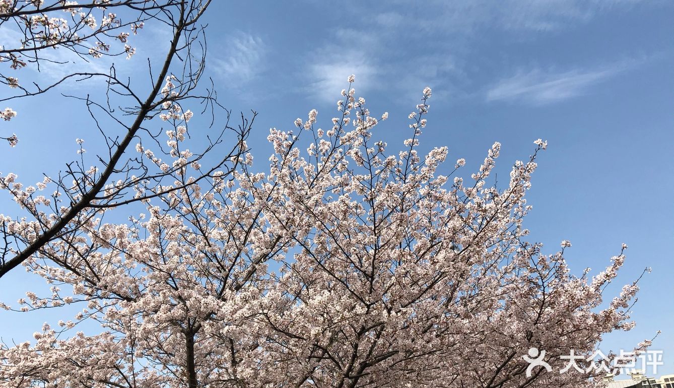 同济🌸