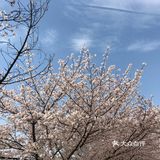 同济🌸