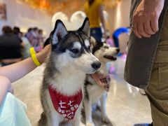 -Husky Go! 哈士奇体验馆·宠物咖啡厅狗咖