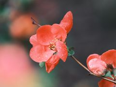 -海棠花溪(元大都城垣遗址公园)