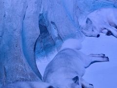 -海合安成都极地海洋公园