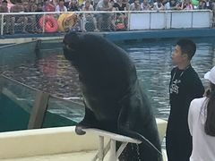 -秦皇岛乐岛海洋王国