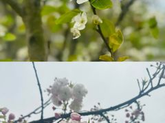 -上海辰山植物园