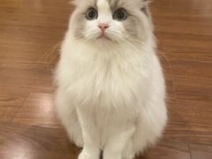 -客栈猫舍(中央北路店)