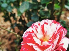 -人民公园(罗湖区)