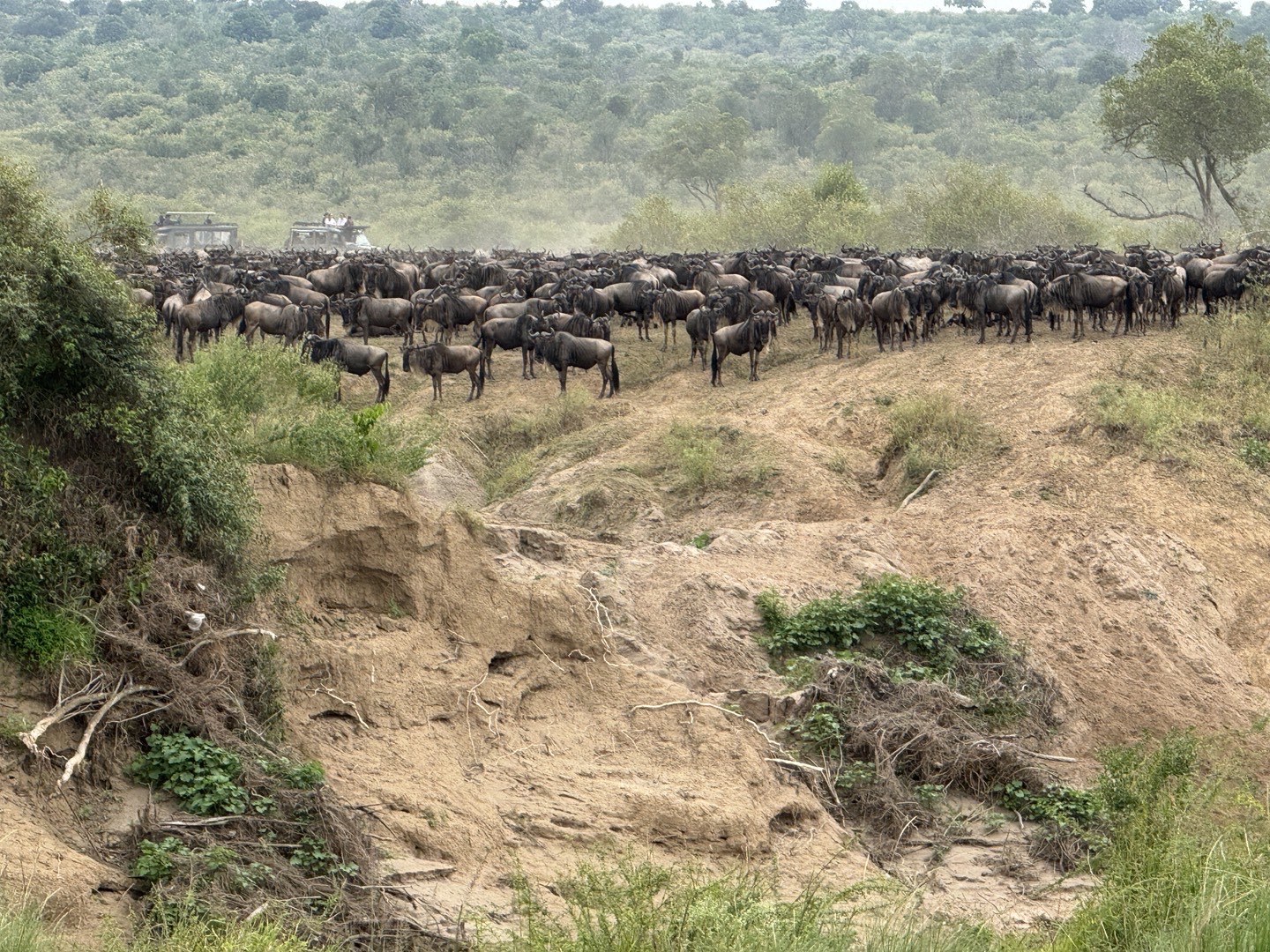 肯尼亚动物大迁徙:角马天堂之渡