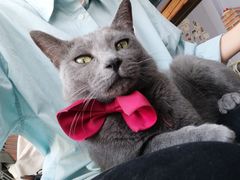 -喵屿·大理花园猫咖