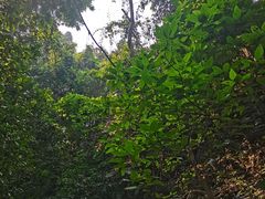 -西双版纳原始森林公园