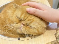 -飞行喵MR PILOT|猫舍·猫咖(静安大融城店)
