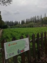 -前小桔亲子创意农场·草莓采摘·露营烧烤